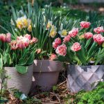 Nieuwe catalogus: Spring Flowering Collection 2022