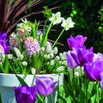 Nieuwe Catalogus: Spring Flowering Collection 2024