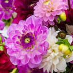 Nieuwe catalogus: Summer Flowering Collection 2024